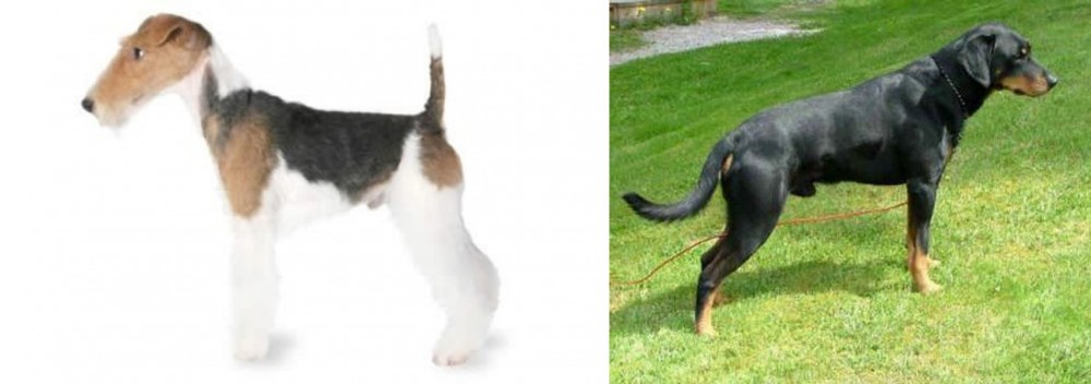 Smalandsstovare vs Fox Terrier - Breed Comparison