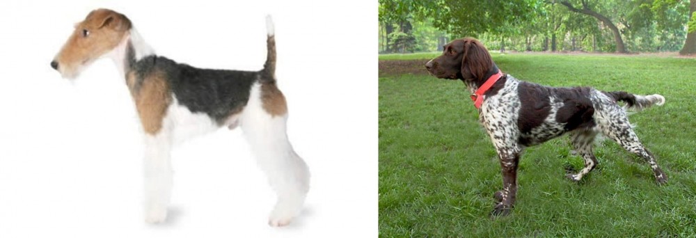 Small Munsterlander vs Fox Terrier - Breed Comparison