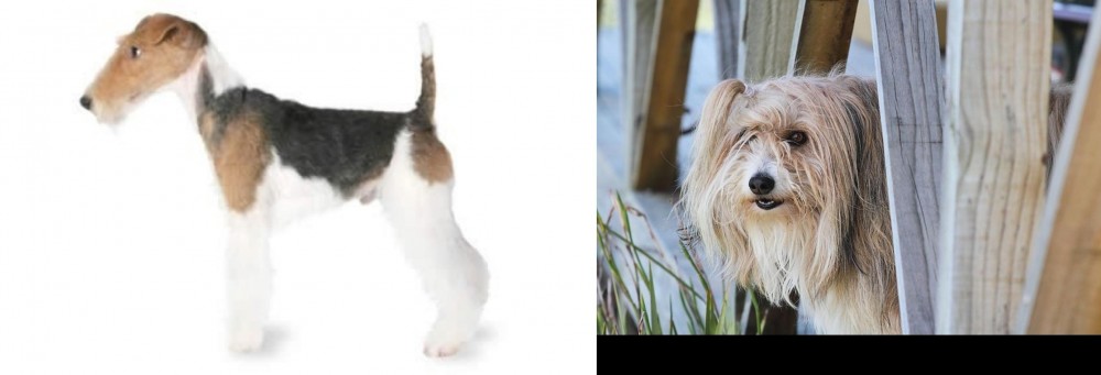 Smithfield vs Fox Terrier - Breed Comparison