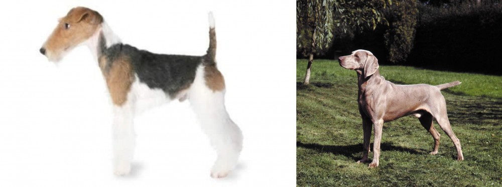Smooth Haired Weimaraner vs Fox Terrier - Breed Comparison