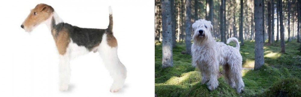 Soft-Coated Wheaten Terrier vs Fox Terrier - Breed Comparison