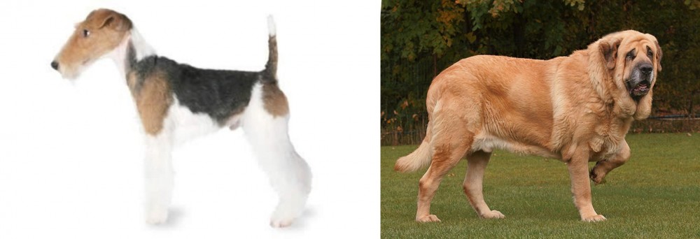 Spanish Mastiff vs Fox Terrier - Breed Comparison