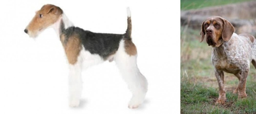 Spanish Pointer vs Fox Terrier - Breed Comparison