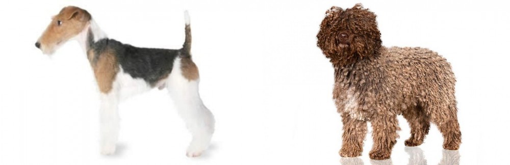 Spanish Water Dog vs Fox Terrier - Breed Comparison