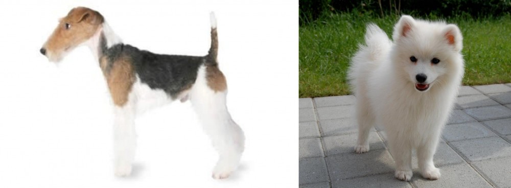 Spitz vs Fox Terrier - Breed Comparison