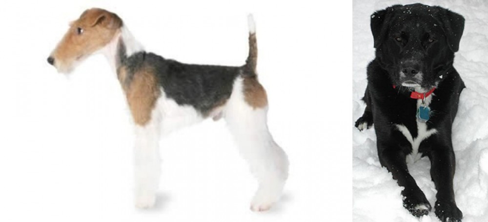 St. John's Water Dog vs Fox Terrier - Breed Comparison