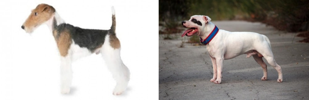 Staffordshire Bull Terrier vs Fox Terrier - Breed Comparison