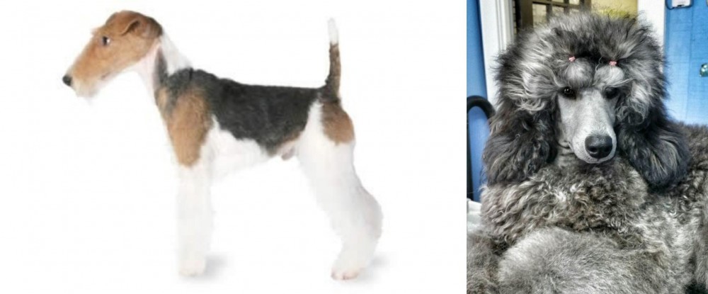 Standard Poodle vs Fox Terrier - Breed Comparison