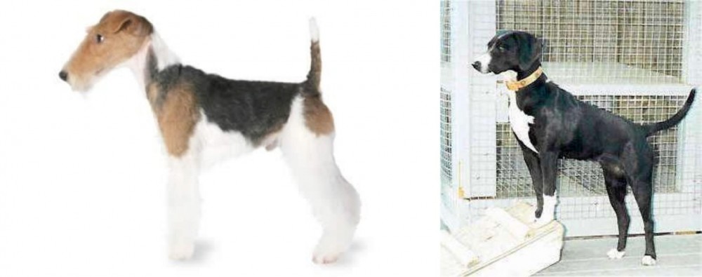 Stephens Stock vs Fox Terrier - Breed Comparison