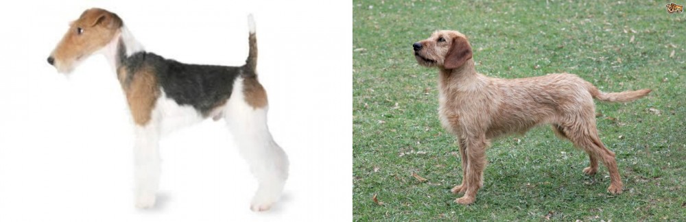Styrian Coarse Haired Hound vs Fox Terrier - Breed Comparison