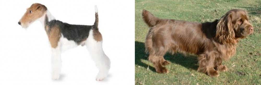 Sussex Spaniel vs Fox Terrier - Breed Comparison