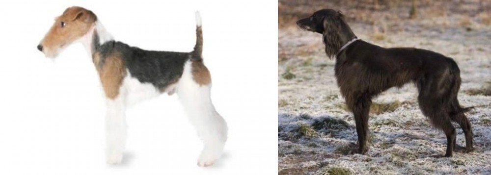 Taigan vs Fox Terrier - Breed Comparison
