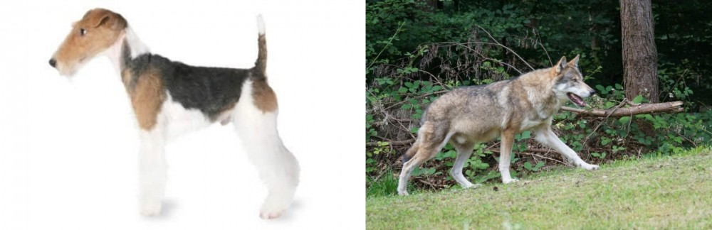 Tamaskan vs Fox Terrier - Breed Comparison