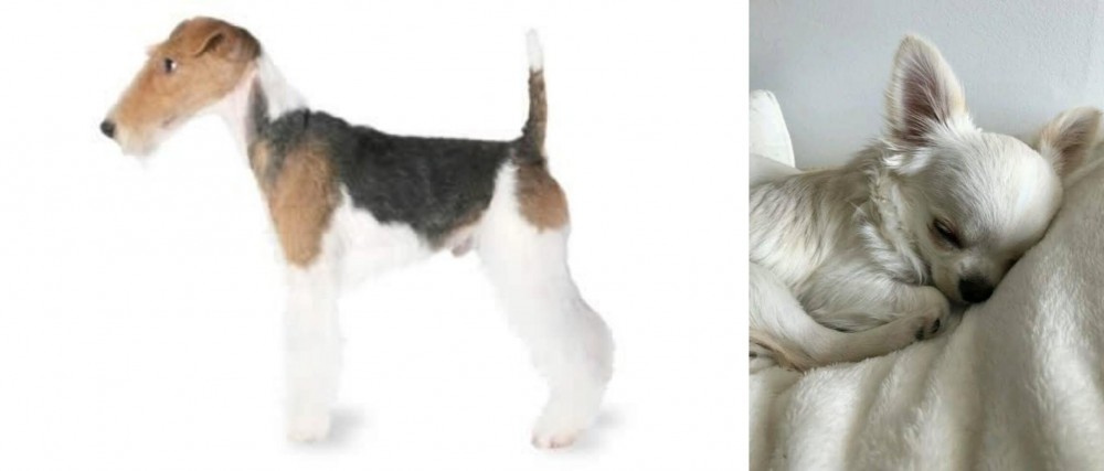 Tea Cup Chihuahua vs Fox Terrier - Breed Comparison