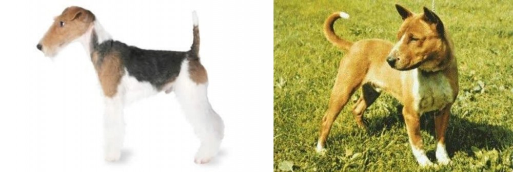 Telomian vs Fox Terrier - Breed Comparison
