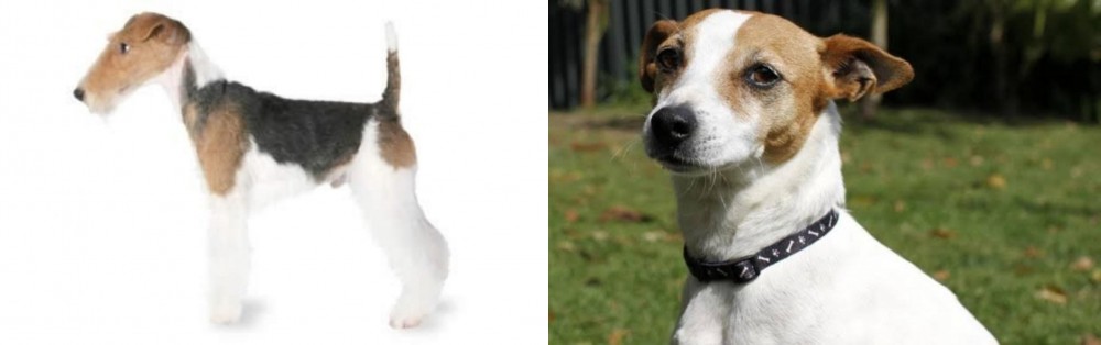 Tenterfield Terrier vs Fox Terrier - Breed Comparison