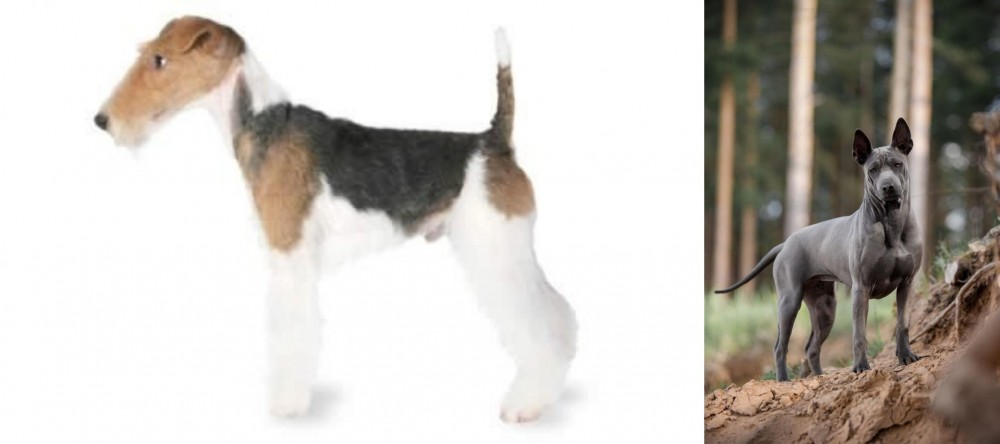 Thai Ridgeback vs Fox Terrier - Breed Comparison