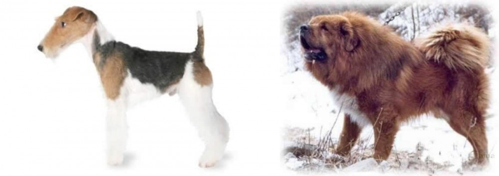 Tibetan Kyi Apso vs Fox Terrier - Breed Comparison
