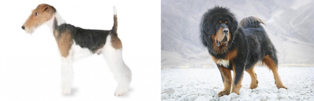 Tibetan Mastiff vs Fox Terrier - Breed Comparison