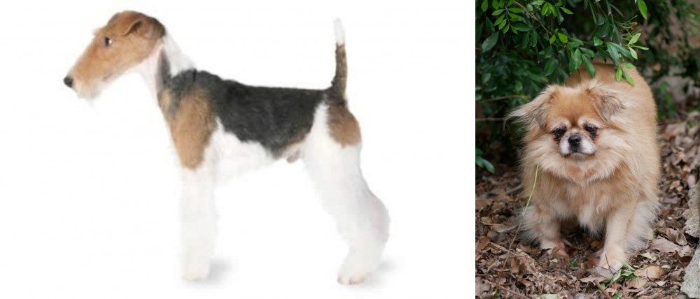 Tibetan Spaniel vs Fox Terrier - Breed Comparison