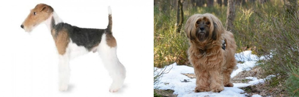 Tibetan Terrier vs Fox Terrier - Breed Comparison