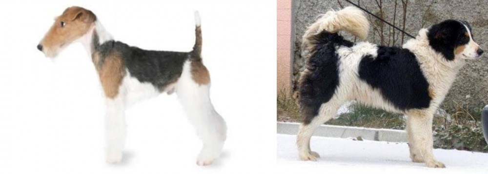 Tornjak vs Fox Terrier - Breed Comparison