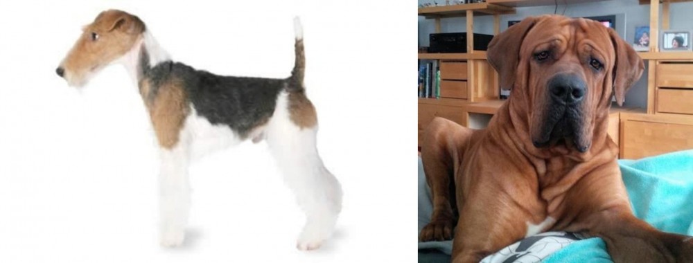 Tosa vs Fox Terrier - Breed Comparison