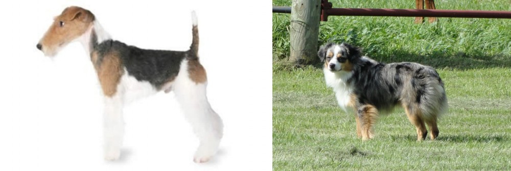 Toy Australian Shepherd vs Fox Terrier - Breed Comparison