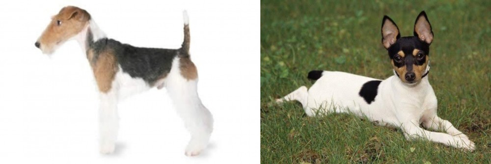 Toy Fox Terrier vs Fox Terrier - Breed Comparison