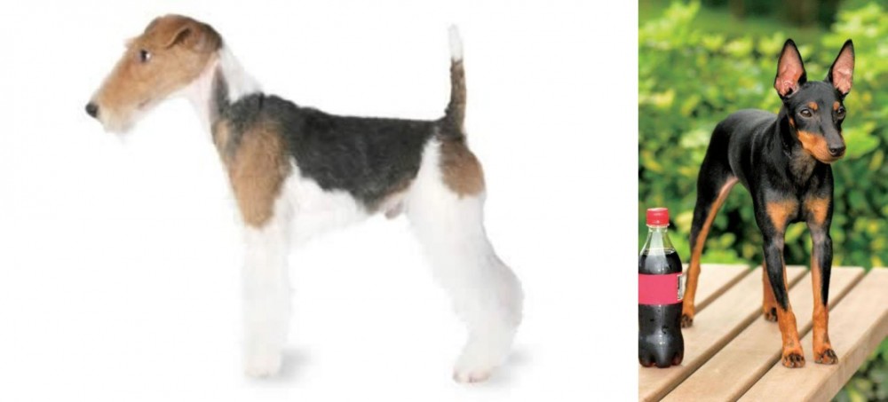 Toy Manchester Terrier vs Fox Terrier - Breed Comparison