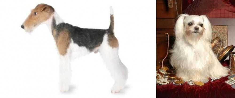 Toy Mi-Ki vs Fox Terrier - Breed Comparison