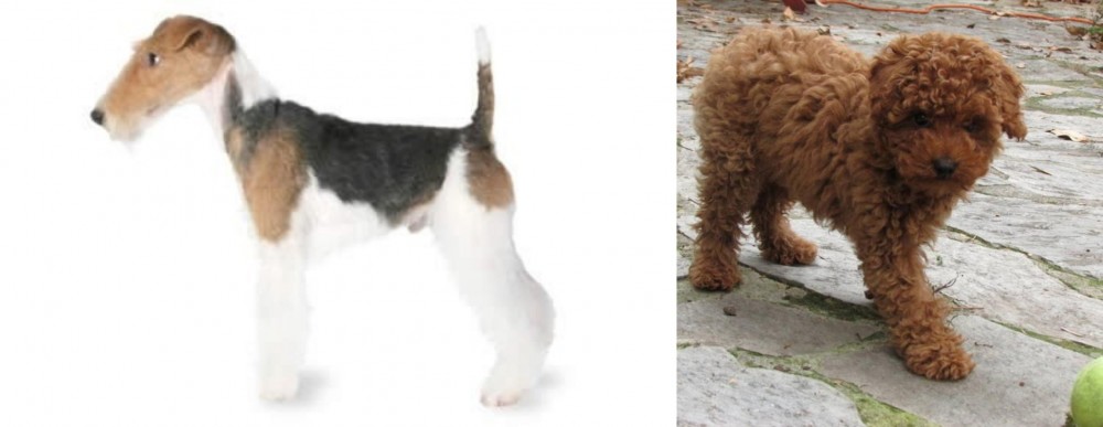 Toy Poodle vs Fox Terrier - Breed Comparison