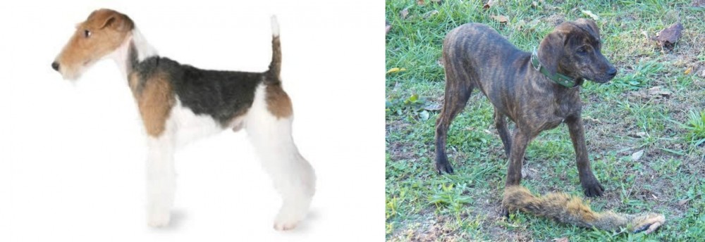 Treeing Cur vs Fox Terrier - Breed Comparison