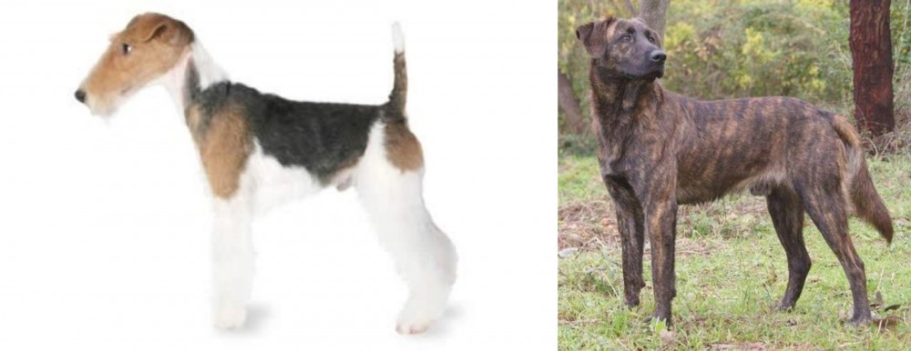 Treeing Tennessee Brindle vs Fox Terrier - Breed Comparison