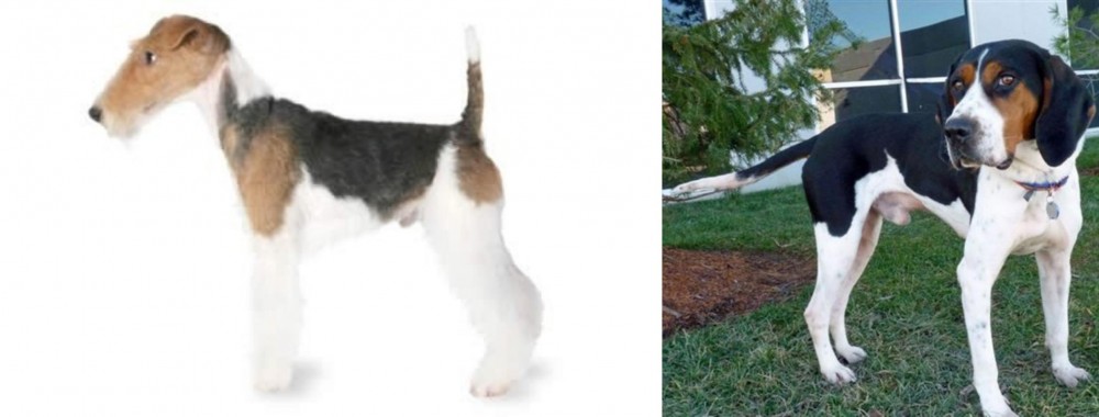 Treeing Walker Coonhound vs Fox Terrier - Breed Comparison