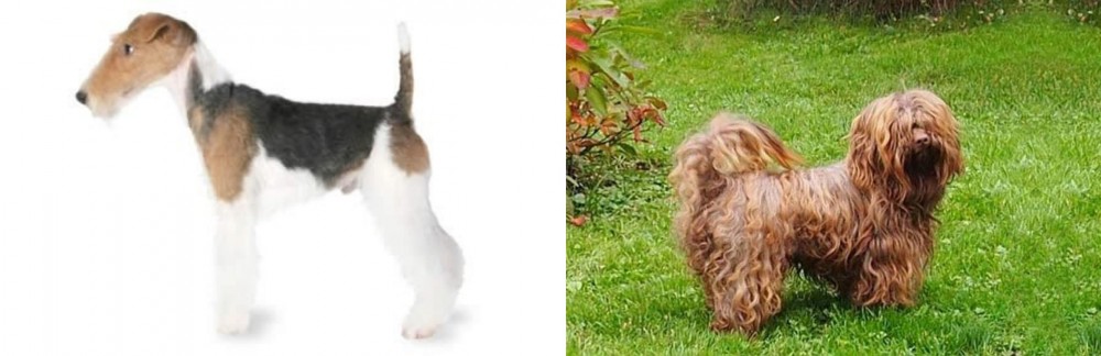 Tsvetnaya Bolonka vs Fox Terrier - Breed Comparison
