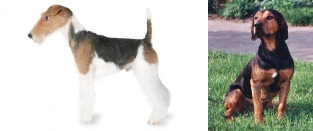 Tyrolean Hound vs Fox Terrier - Breed Comparison