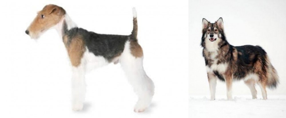 Utonagan vs Fox Terrier - Breed Comparison
