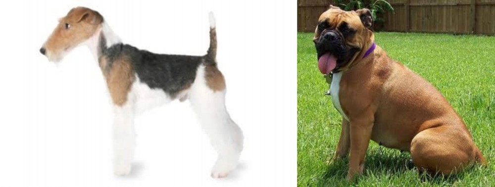 Valley Bulldog vs Fox Terrier - Breed Comparison