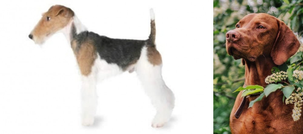 Vizsla vs Fox Terrier - Breed Comparison