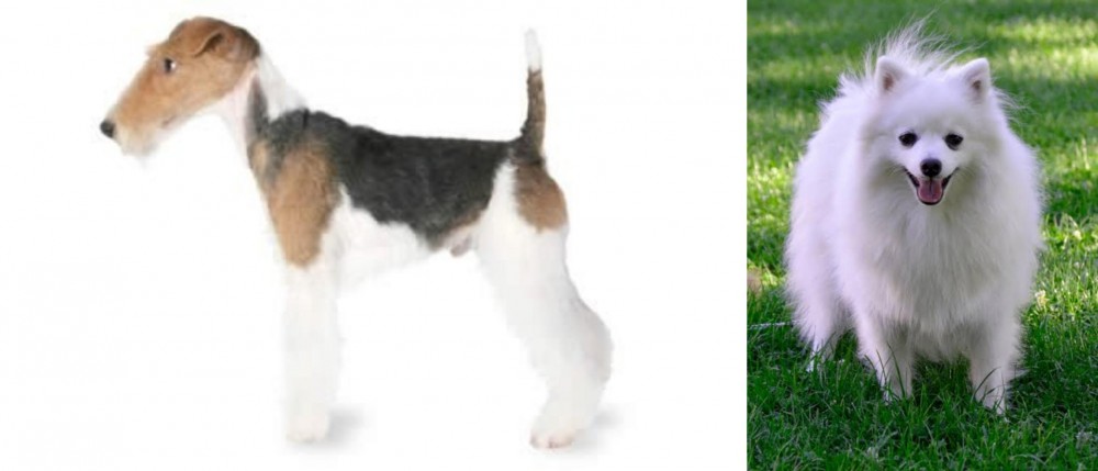 Volpino Italiano vs Fox Terrier - Breed Comparison