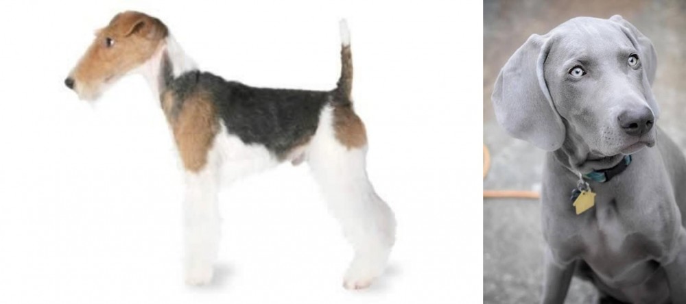Weimaraner vs Fox Terrier - Breed Comparison