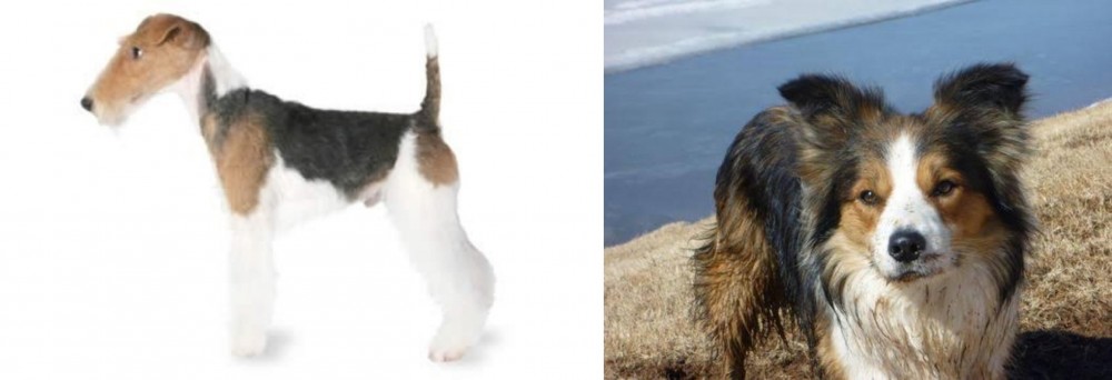 Welsh Sheepdog vs Fox Terrier - Breed Comparison