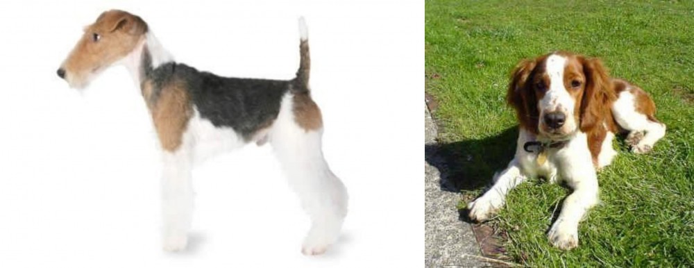 Welsh Springer Spaniel vs Fox Terrier - Breed Comparison