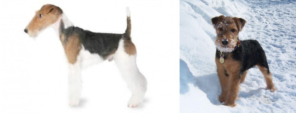 Welsh Terrier vs Fox Terrier - Breed Comparison