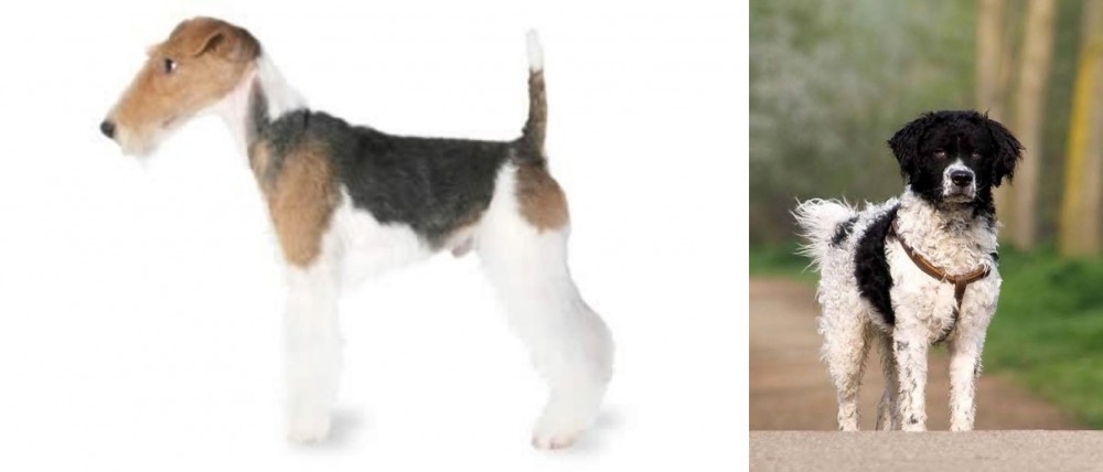Wetterhoun vs Fox Terrier - Breed Comparison