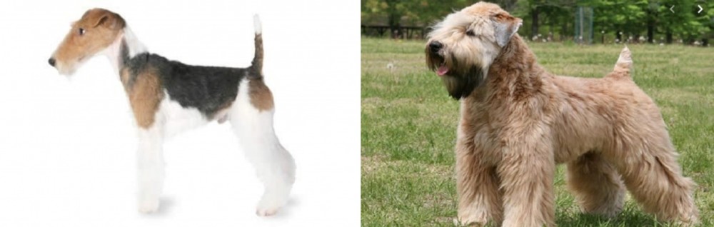 Wheaten Terrier vs Fox Terrier - Breed Comparison