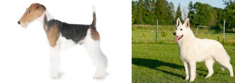White Shepherd vs Fox Terrier - Breed Comparison