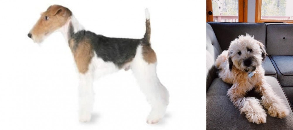 Whoodles vs Fox Terrier - Breed Comparison