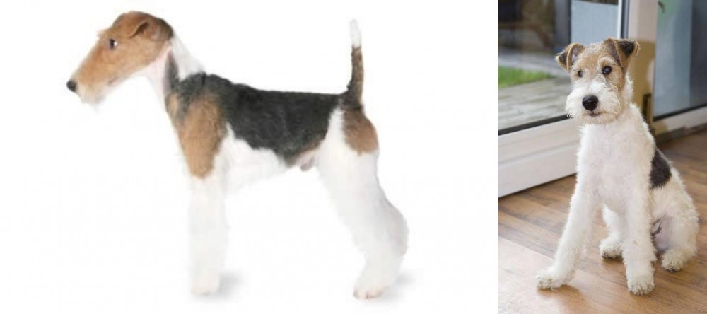 Wire Fox Terrier vs Fox Terrier - Breed Comparison